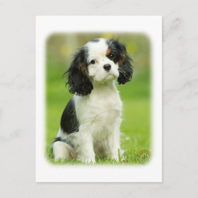Postal Cavalier King Charles Spaniel (Anverso)