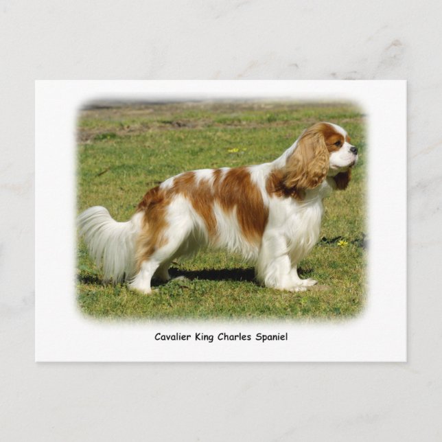 Postal Cavalier King Charles Spaniel (Anverso)