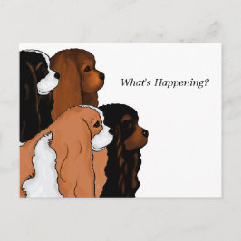 Postal Cavalier King Charles Spaniel