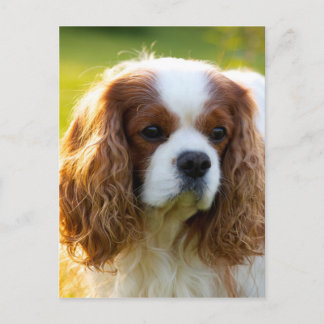 Postal Cavalier King Charles Spaniel