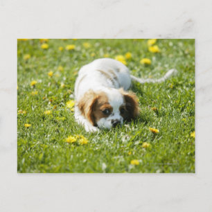 Postal Cavalier King Charles Spaniel
