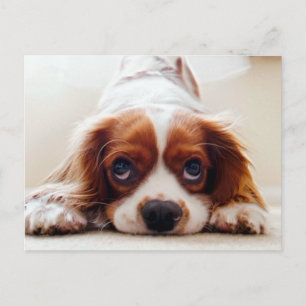 Postal Cavalier King Charles Spaniel