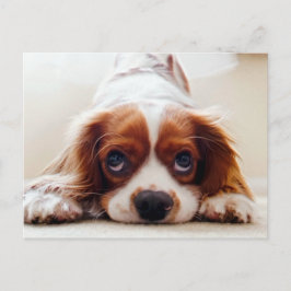Postal Cavalier King Charles Spaniel