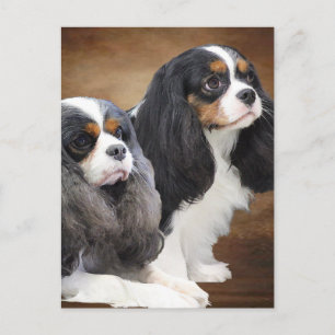 Postal Cavalier King Charles Spaniel