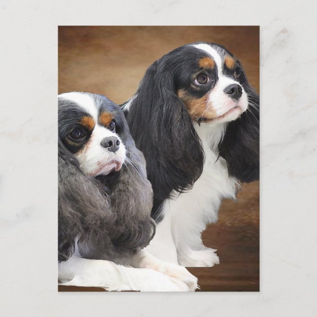 Postal Cavalier King Charles Spaniel (Anverso)