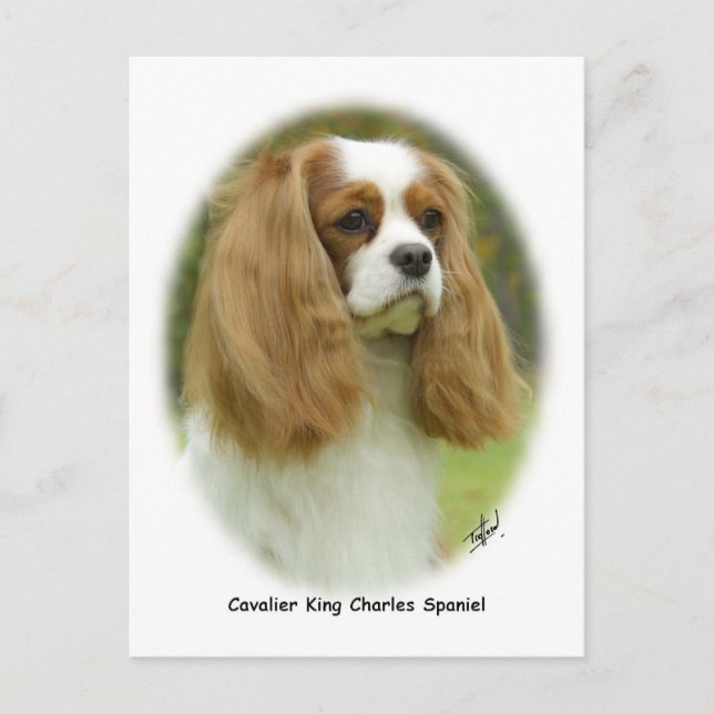 Postal Cavalier King Charles Spaniel (Anverso)