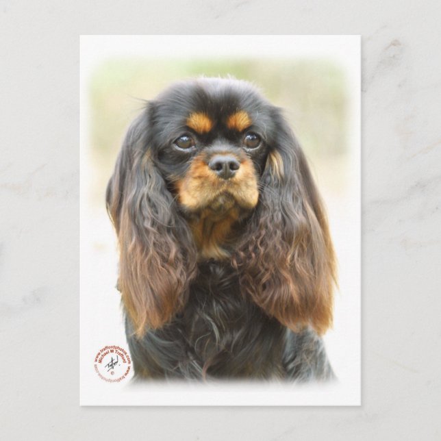 Postal Cavalier King Charles Spaniel 9F51D-03 (Anverso)