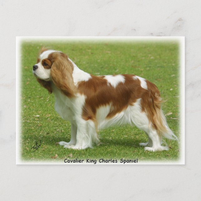 Postal Cavalier King Charles Spaniel 9J001D-06 (Anverso)
