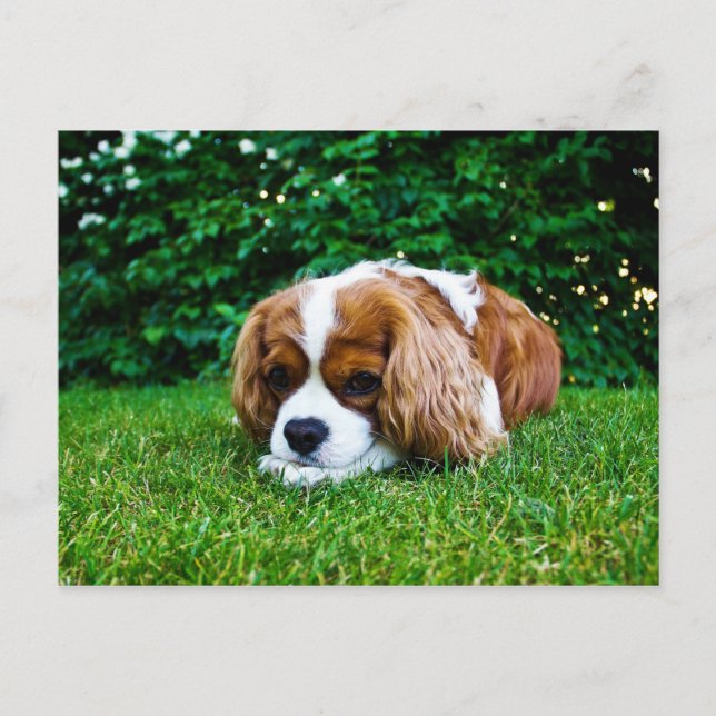 Postal Cavalier King Charles Spaniel Blenheim en Grass (Anverso)