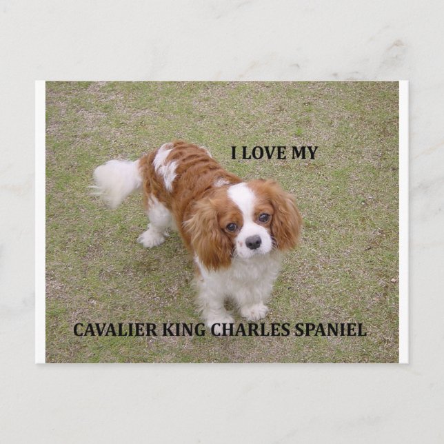 Postal Cavalier-king-charles-spaniel blenheim love w pic. (Anverso)
