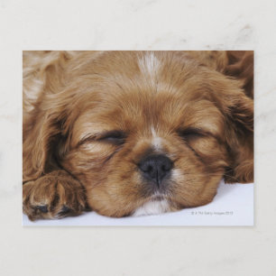 Postal Cavalier King Charles Spaniel cachorro durmiendo