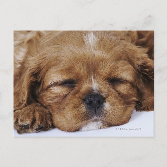 Postal Cavalier King Charles Spaniel cachorro durmiendo (Anverso)