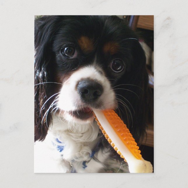 Postal Cavalier King Charles Spaniel con Hueso (Anverso)