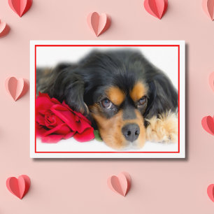 Postal Cavalier King Charles Spaniel Con Una Postcarta Ro