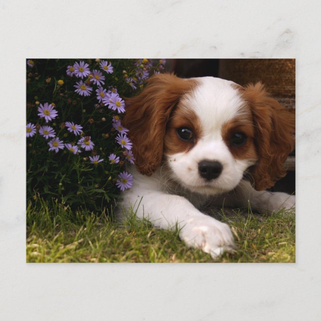 Postal Cavalier King Charles Spaniel Cuppy detrás de las  (Anverso)