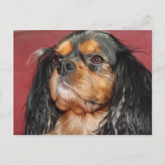 Postal Cavalier King Charles Spaniel de pelaje negro y fu (Anverso)