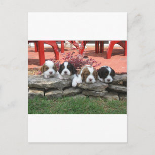 Postal Cavalier King Charles Spaniel Litter