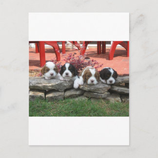 Postal Cavalier King Charles Spaniel Litter