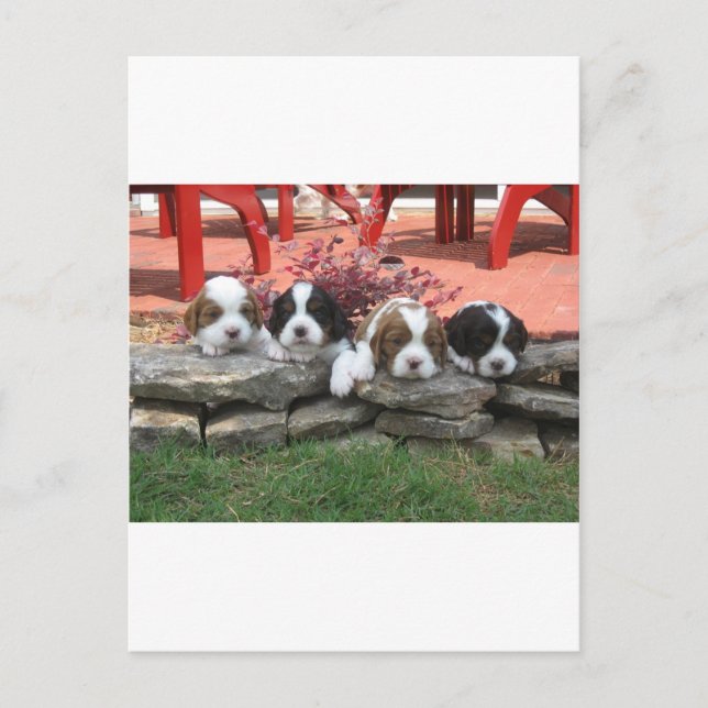 Postal Cavalier King Charles Spaniel Litter (Anverso)