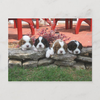Postal Cavalier King Charles Spaniel Litter