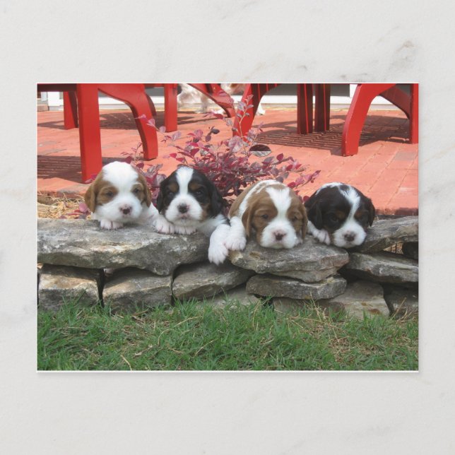 Postal Cavalier King Charles Spaniel Litter (Anverso)