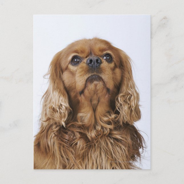 Postal Cavalier King Charles Spaniel mirando hacia arriba (Anverso)