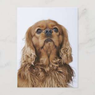 Postal Cavalier King Charles Spaniel mirando hacia arriba