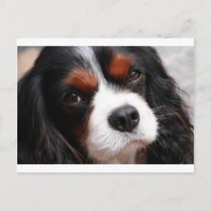 Postal Cavalier King Charles Spaniel Mom