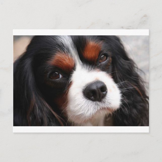 Postal Cavalier King Charles Spaniel Mom (Anverso)