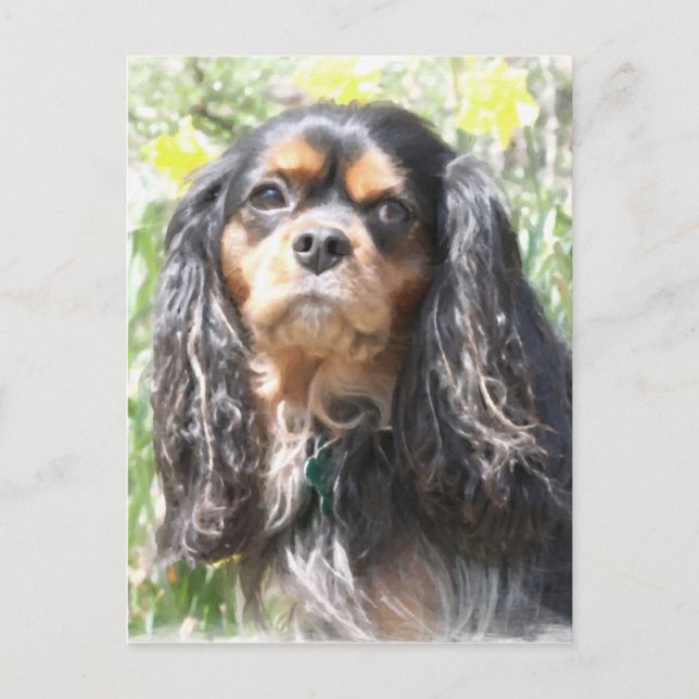 Postal Cavalier King Charles Spaniel pintado (Anverso)