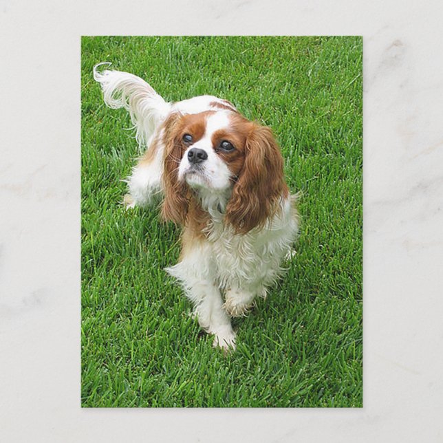 Postal Cavalier King Charles Spaniel Puppy Dog Post Card (Anverso)