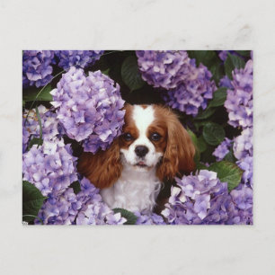 Postal Cavalier King Charles Spaniel rojo y blanco