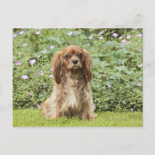 Postal Cavalier King Charles Spaniel rubí en la hierba (Anverso)