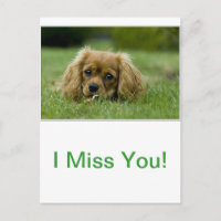Cavalier King Charles Spaniel Ruby