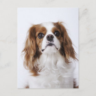 Postal Cavalier King Charles Spaniel sentado en un estudi