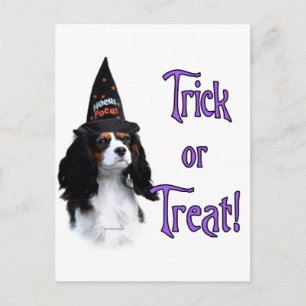 Postal Cavalier King Charles Spaniel Trick
