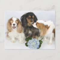 Cavalier King Charles Spaniels Caras Divertidas