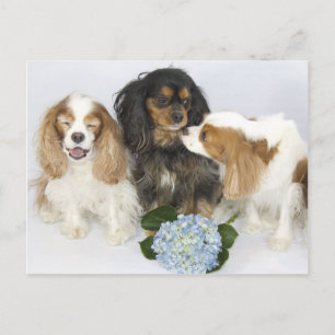Postal Cavalier King Charles Spaniels Caras Divertidas