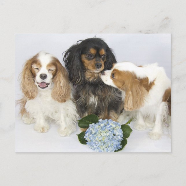 Postal Cavalier King Charles Spaniels Caras Divertidas (Anverso)