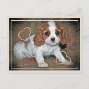 Postal Cavalier King CharlesLove