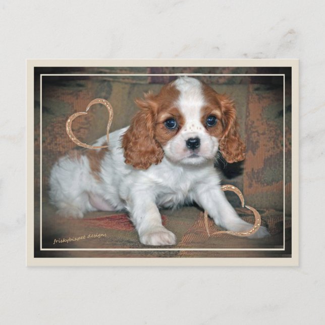 Postal Cavalier King CharlesLove (Anverso)