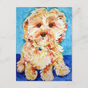 Postal Cavapoo "Ollie".