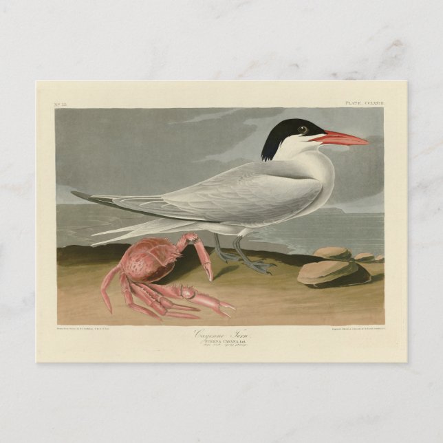 Postal Cayenne (Royal) Tern - Los pájaros de América de A (Anverso)