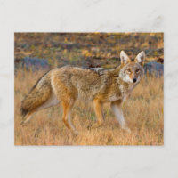 Caza de coyote (Canis Latrans)