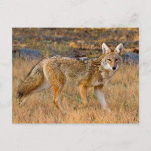 Postal Caza de Coyote (Canis Latrans)
