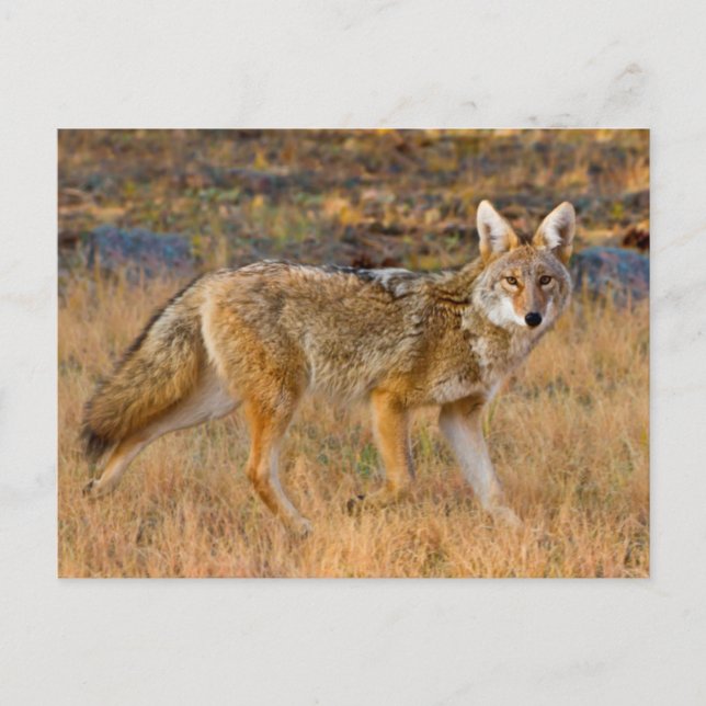 Postal Caza de Coyote (Canis Latrans) (Anverso)