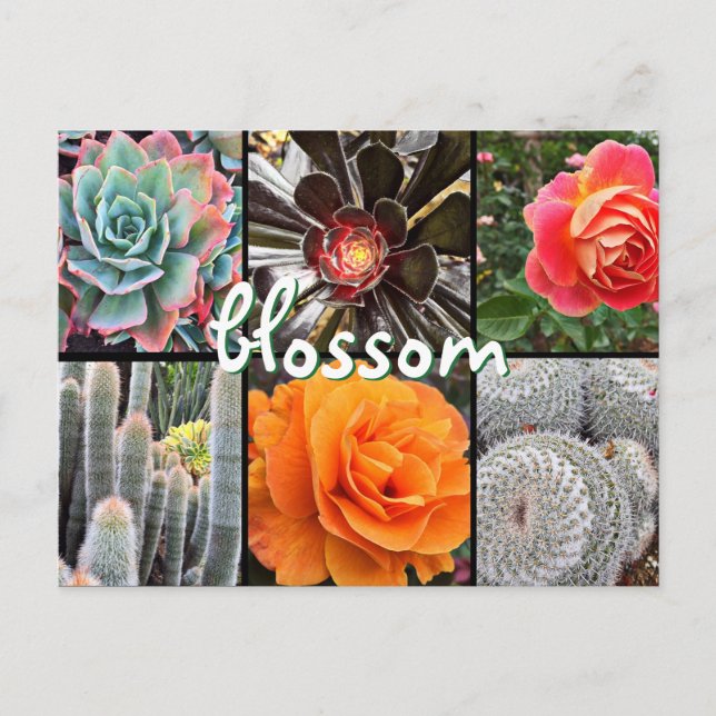 Postal Caza de fotos de rosas y cactus (Anverso)