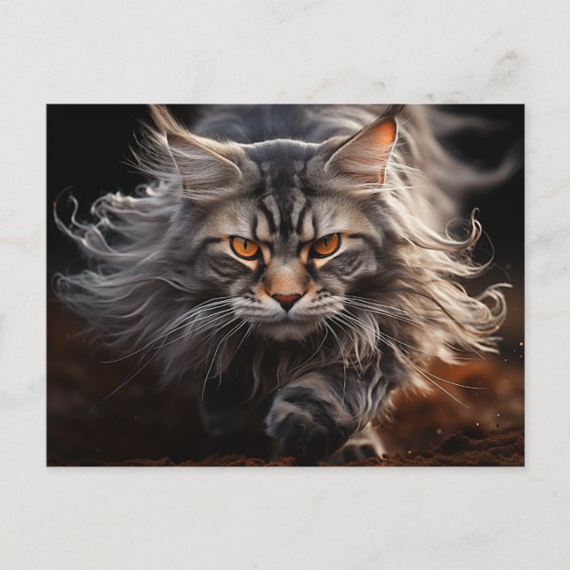 Postal Caza de gato Maine Coon (Anverso)