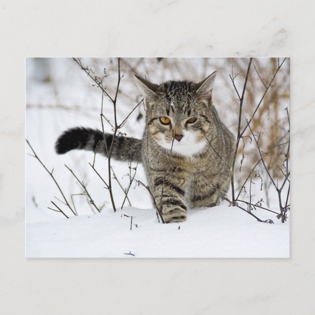 Postal Caza de gatos en la nieve (Anverso)