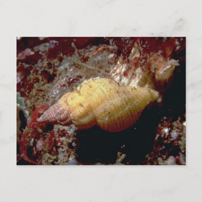 Postal Caza Lurid Dwarf Triton (Ocenebra lurida) (Anverso)